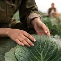 Agricultura ar putea fi relansată - Foto: Freepik.com (rol ilustrativ)