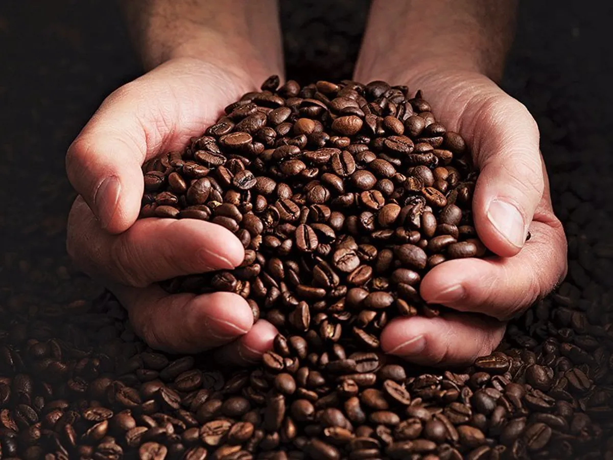ÎNDRĂZNEȚ Starbucks folosește acum doar cafea „provenită dinsurse etice“