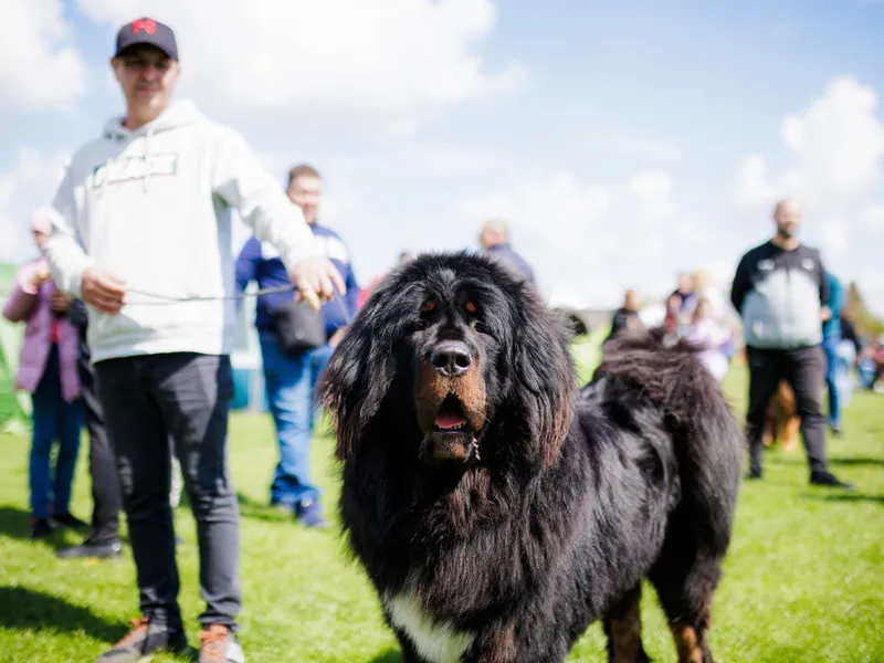 Competiție canină internațională, la Satu Mare. Participă peste 400 de câini. Foto: Primăria Satu Mare Facebook