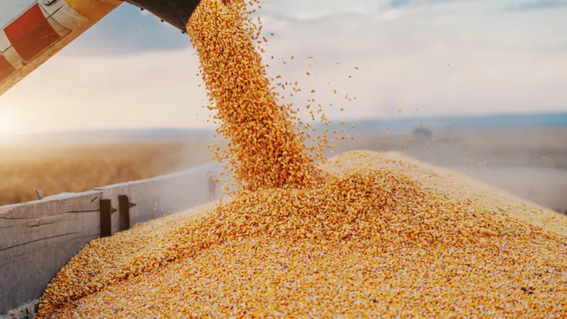 Efectul blocării porturilor ucrainene de către Rusia: Prețul porumbului a crescut cu până la 10%. / Foto: world-grain.com