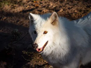 VIDEO Premieră în România. Doi pui de lup arctic s-au născut la grădina zoologică din Oradea - Foto: Profimedia Images (Imagine cu rol ilustrativ)