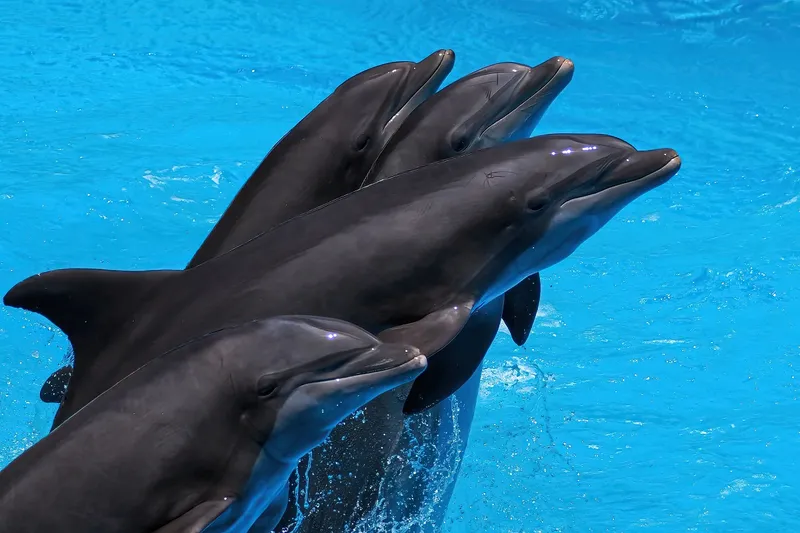 Delfini