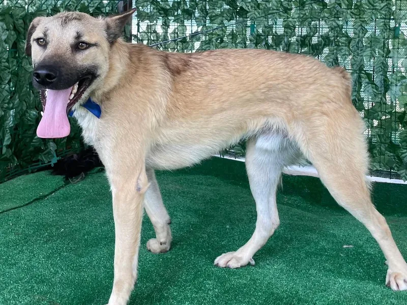 Târg de adopţii de căței sâmbătă, pe insula  din Parcul Titan. Sunt deparazitaţi și vaccinaţi - FOTO: ASPA
