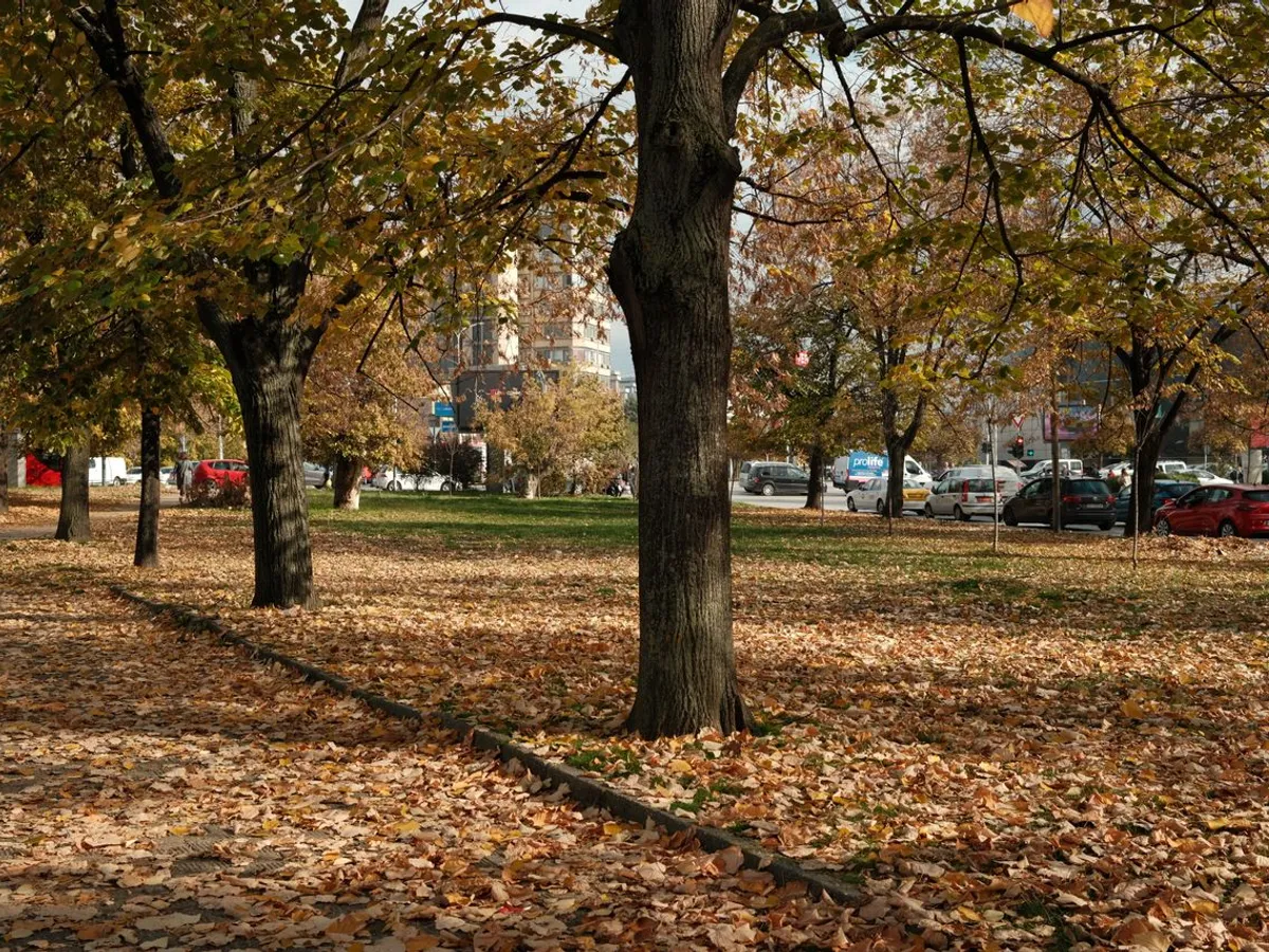 Toamnă Foto: Pexels (imagine cu rol ilustrativ)