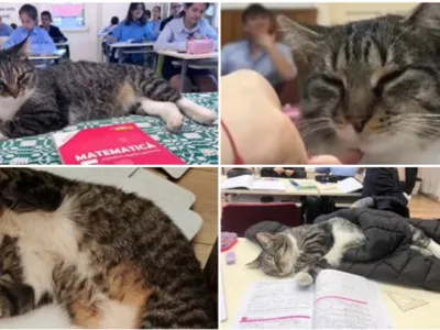 Motanul devenit vedetă într-un liceu din România. Mișu participă la cursuri și se bucură de atenția tuturor: „Este mascota școlii”