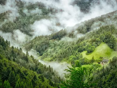 Pădurile din România ce-i fascinează pe străini - Foto: Pixabay - cu rol ilustrativ