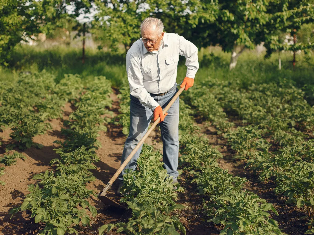Grădinarii experimentați seamănă aceste legume în iulie. Recolta poate ține până la primul îngheț