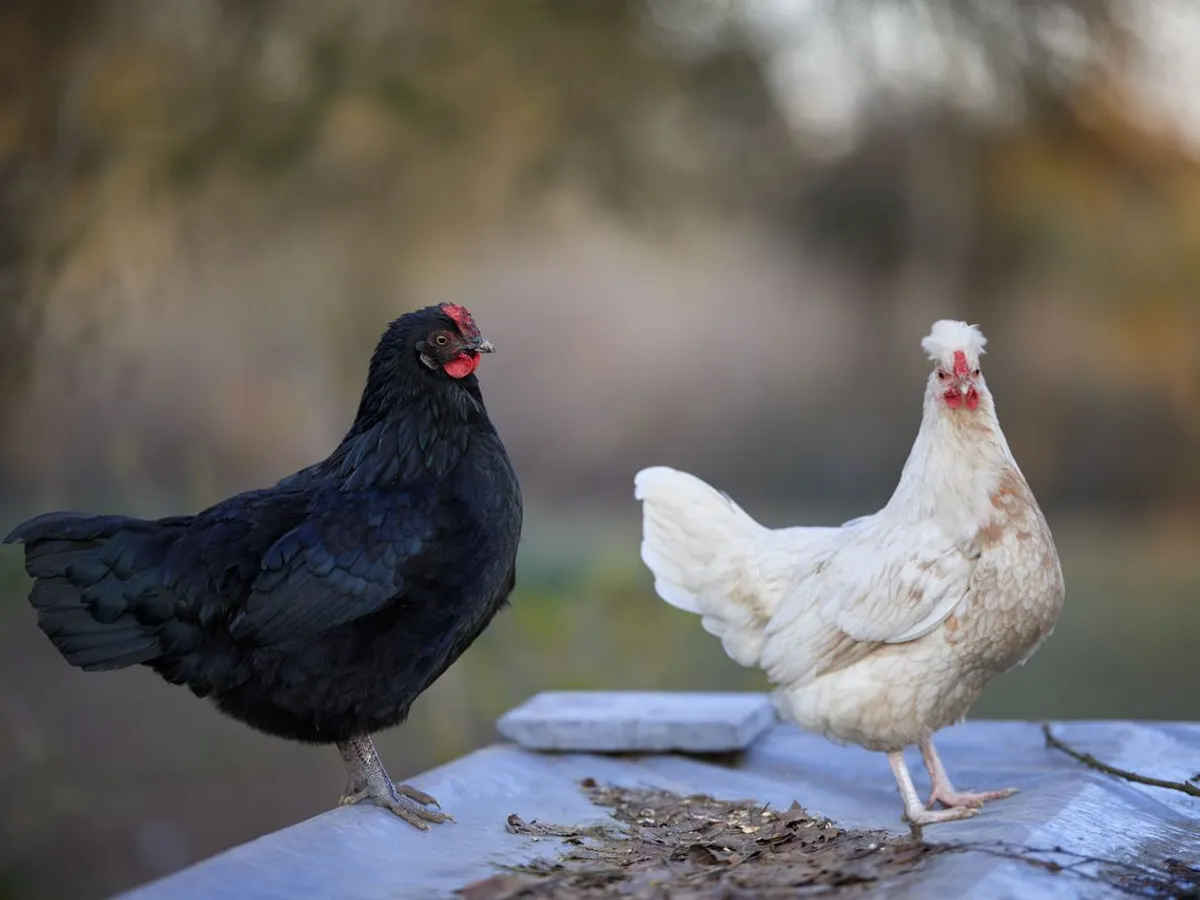 Două găini pe o masă - Foto: Pexels (Imagine cu rol ilustrativ)