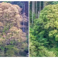 Copacul din România care rămâne „verde” și iarna. Aici s-ar fi întâlnit Avram Iancu cu Franz Josef - Foto: Colaj/ Imagine cu caracter ilustrativ
