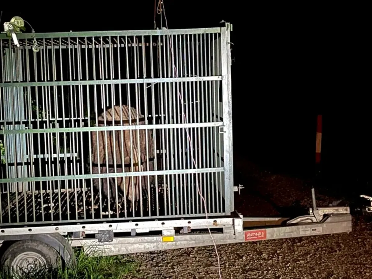 Un urs care obişnuia să intre în zonele locuite din Brașov a fost capturat și eutanasiat de autorități - Foto: Primăria Brașov