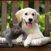 La ce pericole sunt expuse animalele în perioada sărbătorilor. Pot chiar să moară - Foto: Profimedia Images/ Imagine cu caracter ilustrativ