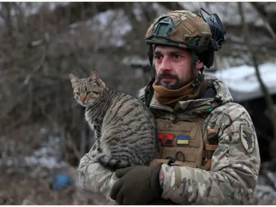 Operațiunea Tigrii. Cum au salvat soldații ucraineni șase pisici din orașul asediat Oleșkî -  Foto: Profimedia Images (imagine cu  rol ilustrativ)