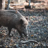 Porc mistreț- Foto: PEXELS PHOTOS