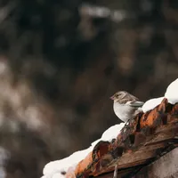 VREMEA Temperaturi de aprilie în luna decembrie. La ce vreme să ne așteptăm astăzi în toată țara Foto: Pexels (fotografie cu caracter ilustrativ)
