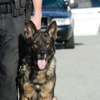 Poliţia din statul american Indiana a confiscat o jumătate de tonă de marijuana în valoare de 8 milioane de dolari după ce un câine de patrulare a simţit mirosul drogurilor. / Foto: forthepeople.com
