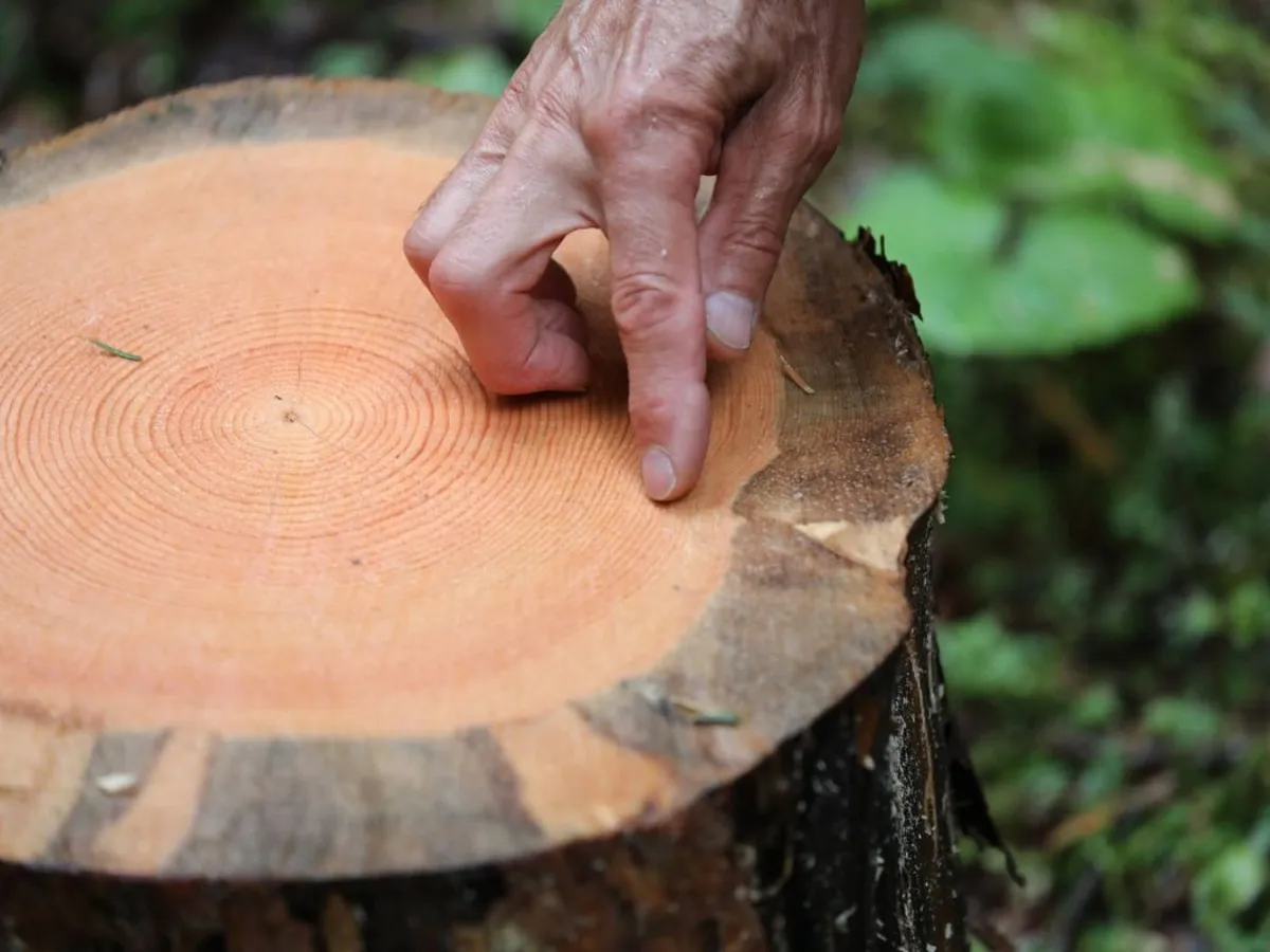 O mână arată pe inelele de creştere ale ciotului unui copac tăiat, în Mazeri, Georgia - Foto: Profimedia Images