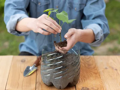 Persoană care ține o plantă într-un ghiveci de plastic - Foto: Magnific.com (Imagine cu rol ilustrativ)