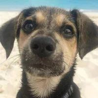 Uluitor ce a făcut un câine Potcake/Foto: nz herald