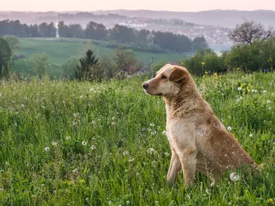 Câine - Foto: Magnific.com (Imagine cu rol ilustrativ)
