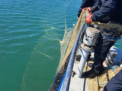 Sturion - Foto: Agerpres