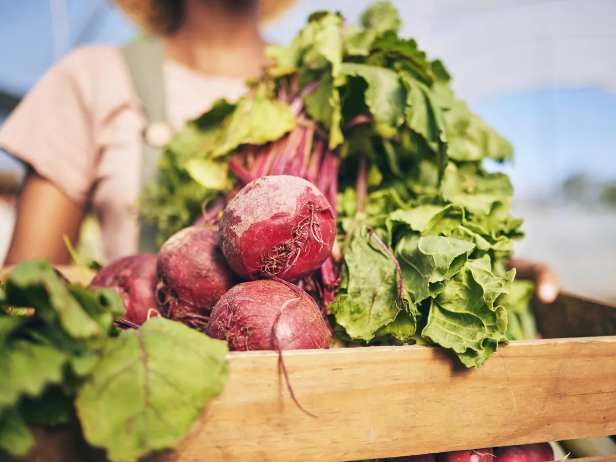 Sfeclă roșie - Foto: Freepik (Imagine cu rol ilustrativ)