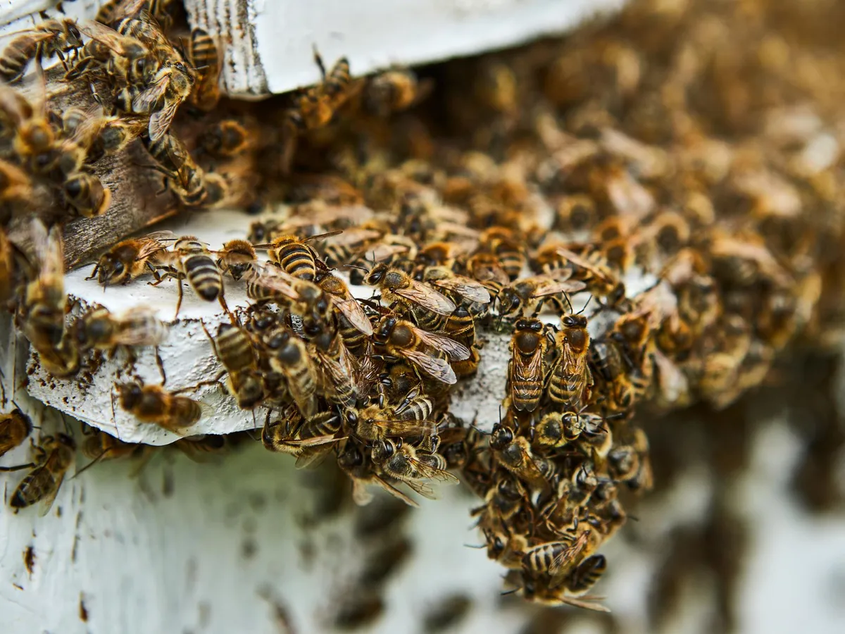 Albinele folosesc excrețiile unor insecte pentru mierea de mană, nu nectarul florilor ca la mierea obișnuită