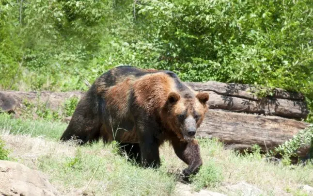 Un cioban din Hunedoara a fost atacat și mușcat de față de un urs. / Foto: adevarul.ro