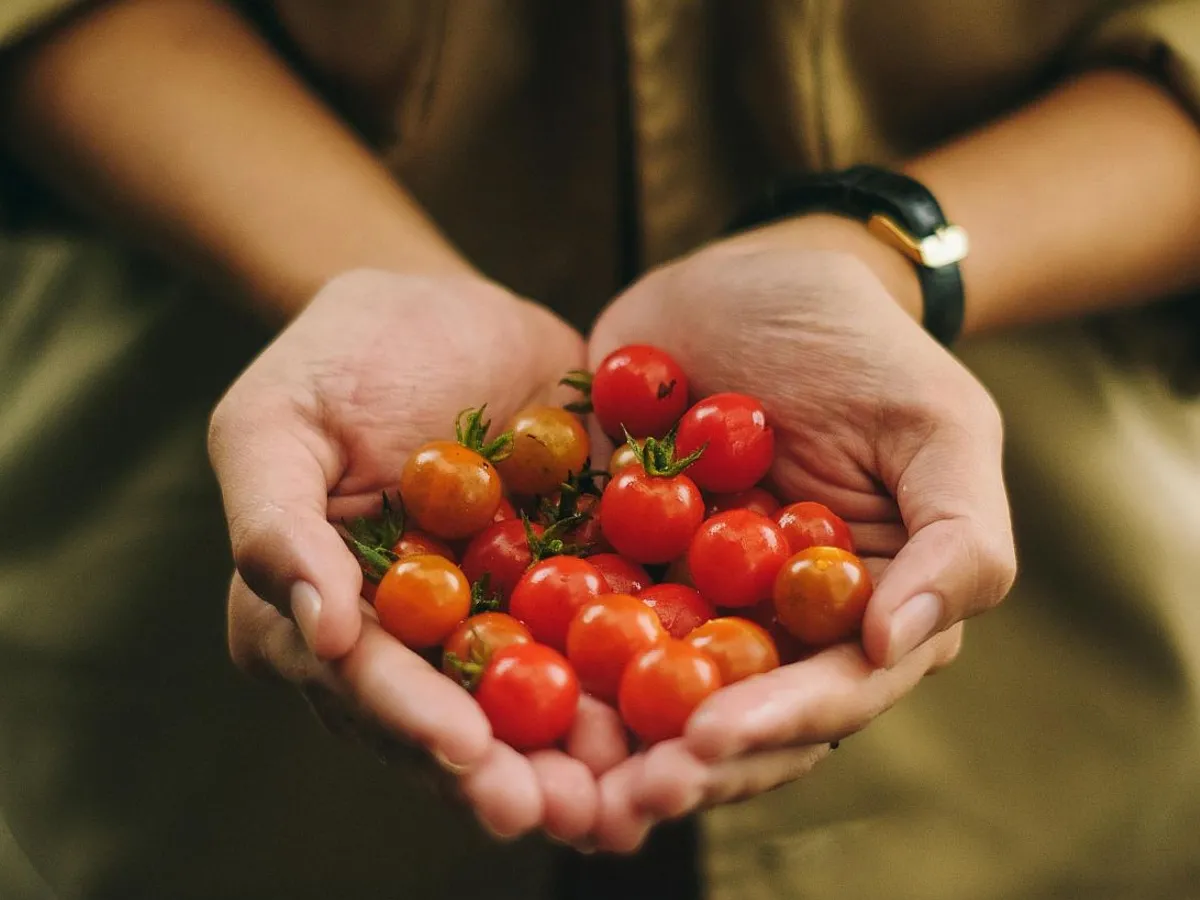 O femeie ţine în căuşul palmelor roşii cherry - Foto: Pexels/Dương Nhân