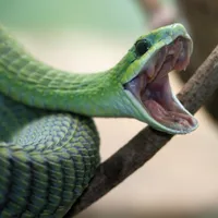 Un șarpe veninos a fost găsit într-un magazin alimentar. Reptila se afla ascunsă între banane - Foto: Profimedia images - Caracter ilustrativ