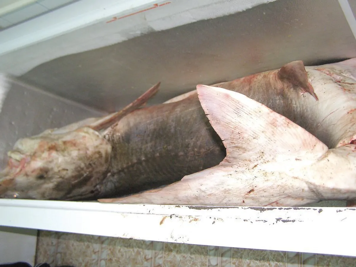 Sturgeons found in poachers’ cars. Border Police seized more than 450kg of caviar. Photo: Marius Daea