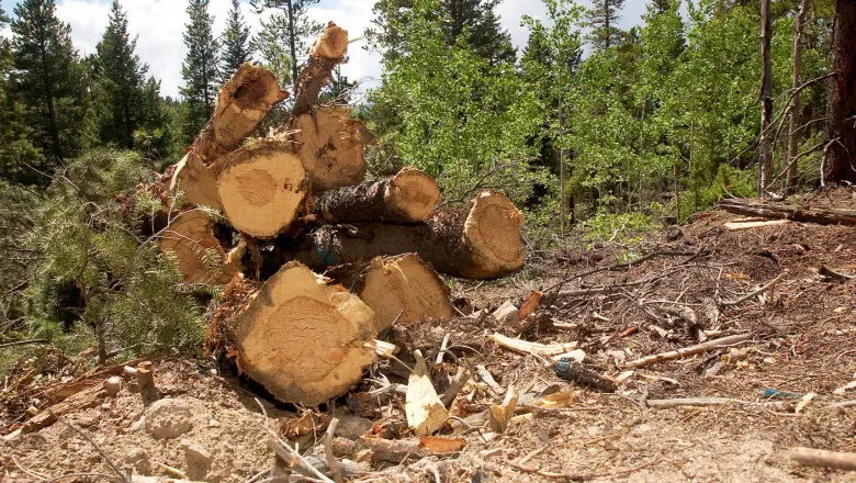 Un pădurar din Alba, reţinut pentru tăiere de arbori nemarcaţi şi valorificarea materialului lemnos. / Foto: digi24.ro