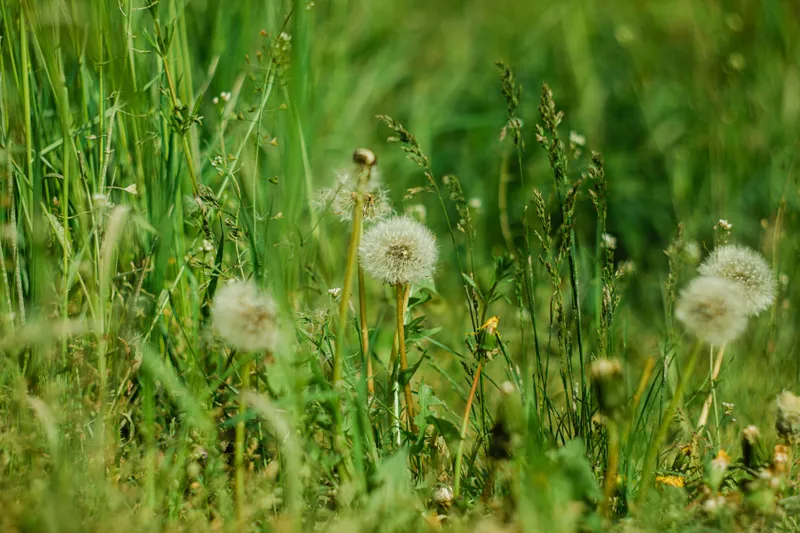 Buruieni Foto: Pexels (imagine cu rol ilustrativ)