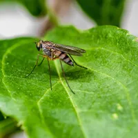 Planta din grădină care te scapă rapid de mâncărime și roșeață după mușcăturile de țânțar - Foto: Profimedia Images / (imagine cu rol ilustrativ)