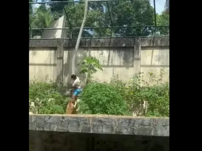 Un tânăr sare în cușca leilor de la Zoo și e sfâșiat mortal - Foto: captură video