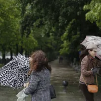 În ce regiuni este cod galben de vânt puternic. Poate să rupă copacii - Foto: INQUAM PHOTOS/Octav Ganea