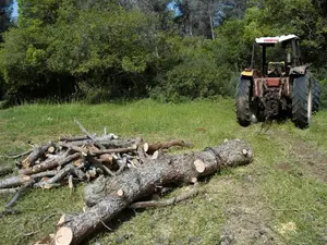 Trebuia să păzească pădurile, dar lua mită ca să „închidă ochii” la furtul de lemn - Foto: Profimedia Images/ Imagine cu caracter ilustrativ