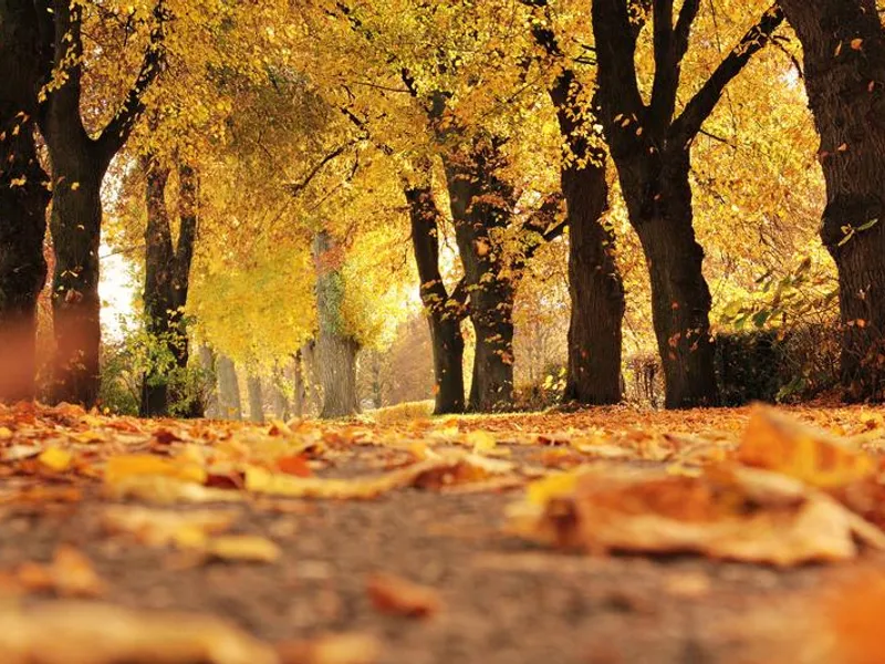 Toamna vine cu temperaturi de vară - Foto: Pexels.com