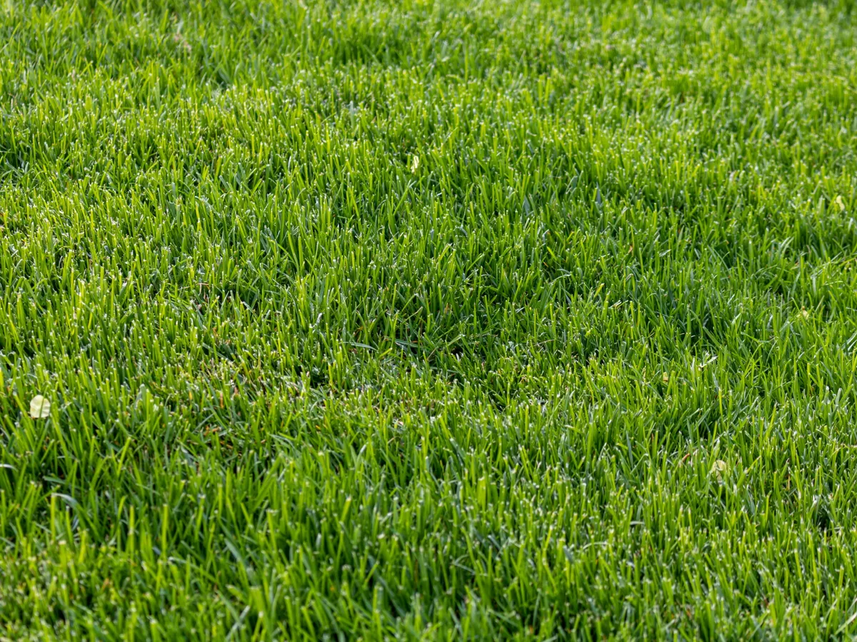 Gazon Foto: Freepik (imagine cu rol ilustrativ)