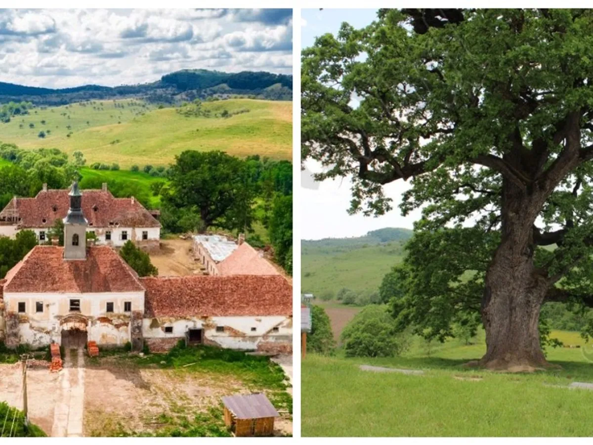 Povestea stejarului care are peste 600 de ani vechime. Străjuiește un castel din Transilvania - Foto: Facebook/ Colaj