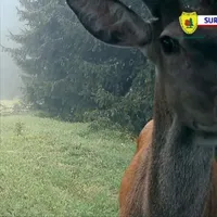 Imaginea zilei vine din Parcul Retezat: un cerb a fost surprins cum își făcea un selfie în cameră Foto: protv.ro captură