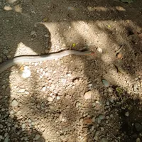 Un bărbat a găsit un șarpe de 1,5 metri la streașina casei. Jandarmii au capturat reptila - Foto: Realitateaoltului.ro