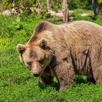 Tanczos Barna Azi dimineață m-am întâlnit cu un urs care nu se speria nici de mașini nici de om/FOTO: