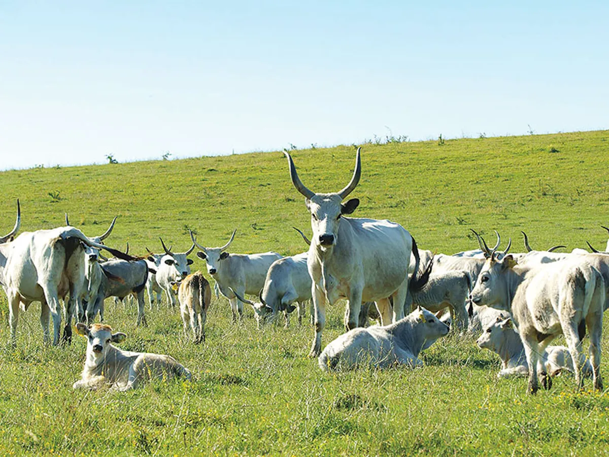 Fundația Conservation Carpathia are la Ticuș 130 de Sure de stepă, care trăiesc în semisălbăticie
