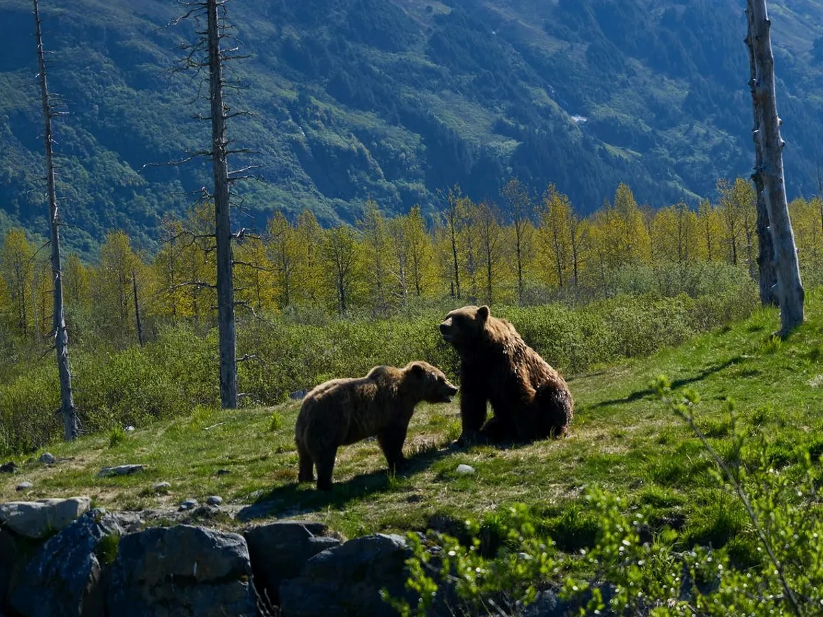 Președintele crede că urșii ar putea fi împușcați abuziv. FOTO: Pexels.com