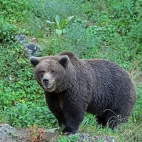 Ministrul Mediului, după atacul de la Predeal: Orice urs care pune în pericol viaţa omului, împuşcat - Foto: Profimedia Images (Imagine cu rol ilustrativ)