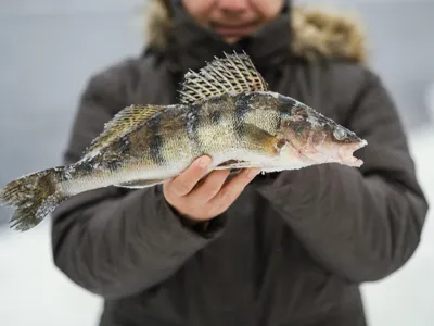 Pescar ţinându-şi victorios în mână captura - Foto: Freepik/CC0