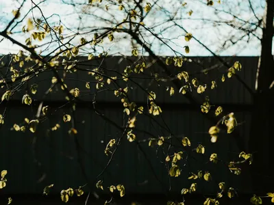Crengi copac - Foto: Pexels (Imagine cu rol ilustrativ)