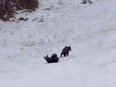 VIDEO Întâlnire neașteptată la Poiana Brașov: Trei pui de urs, filmați de turiști în timp ce se joacă nestingheriți pe pârtie