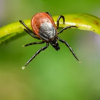 Muşcătura de căpuşă poate provoca tulburări neurologice (imagine cu caracter ilustrativ) – Foto: Pexels.com / Eric Karits