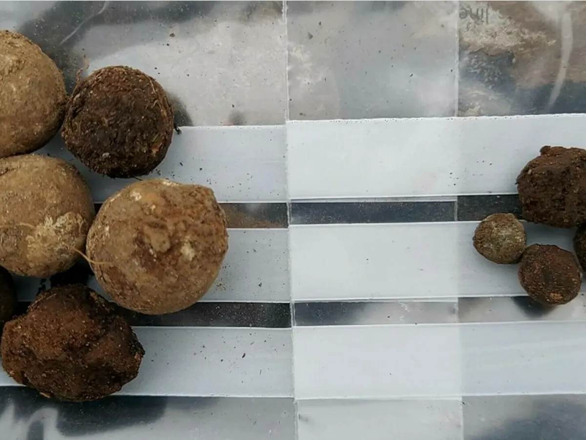 Descoperire istorică în Scoția: tezaur de gloanțe pe un câmp de luptă celebru